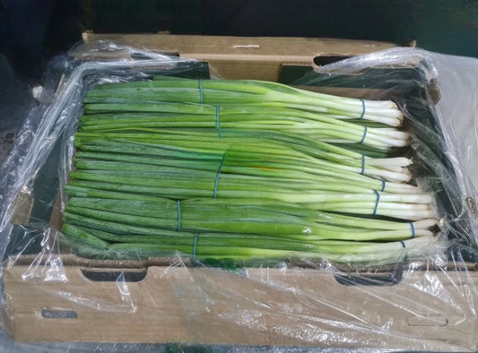 SPRING ONION CASE 16PK