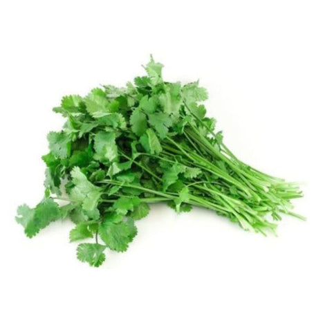 FRESH CORIANDER CASE 20PK