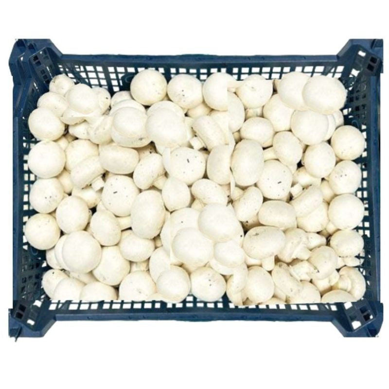 MUSHROOM TRAY LARGE 5KG