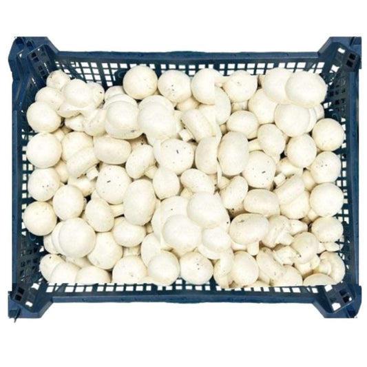 MUSHROOM TRAY 2.5KG